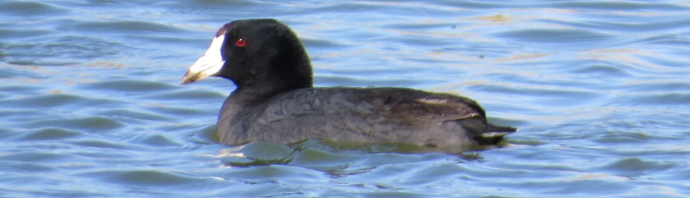 American Coot