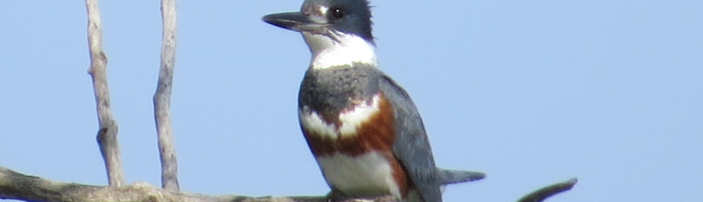 Belted Kingfisher