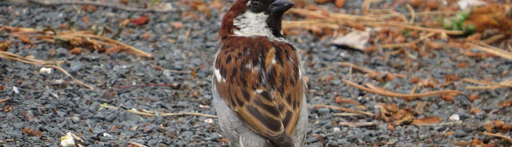 House Sparrow