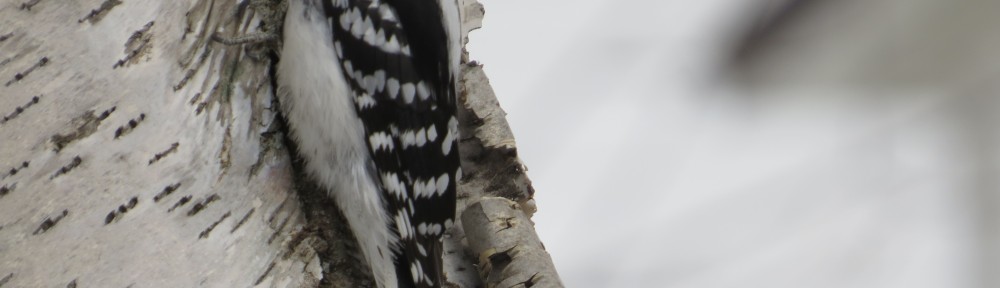 Hairy Woodpecker