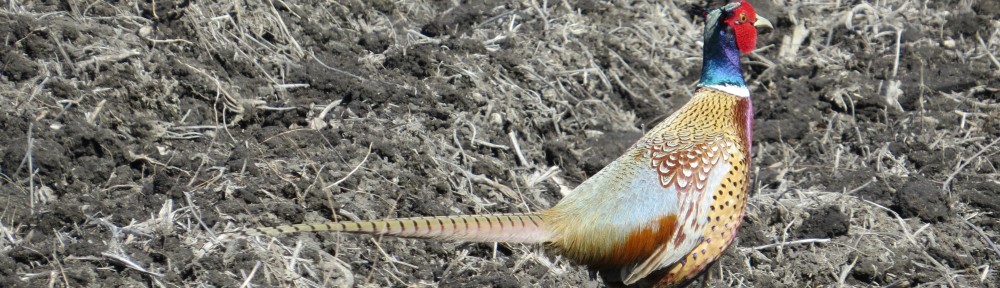 Ring-necked Pheasant