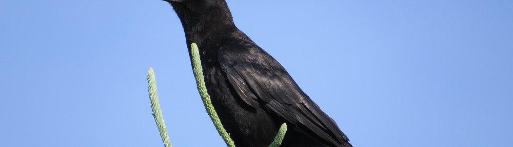 American Crow