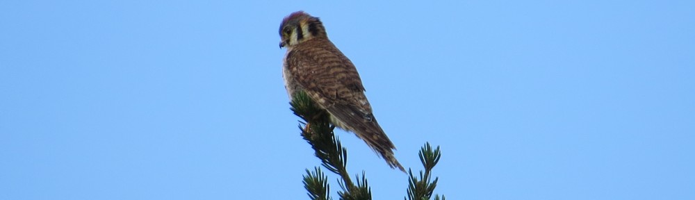 American Kestrel