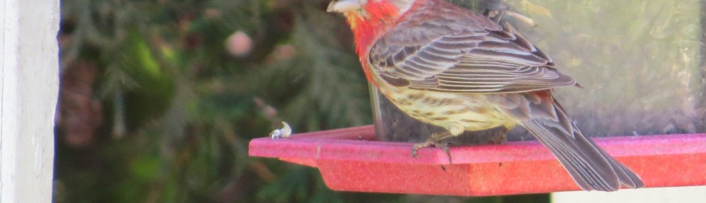 House Finch