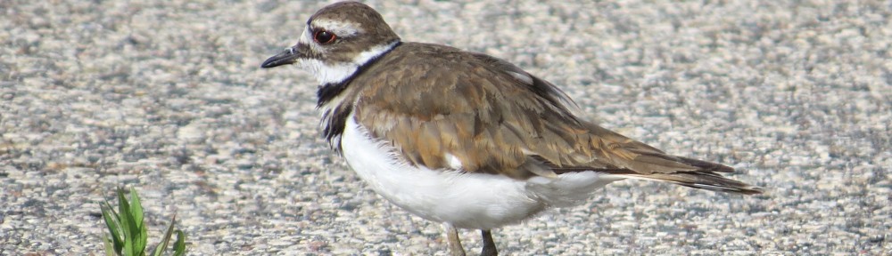 Killdeer