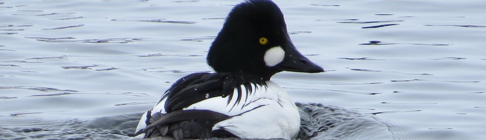 Common Goldeneye