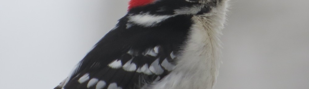 Downy Woodpecker