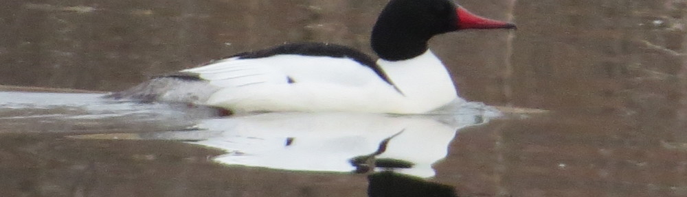 Common Merganser