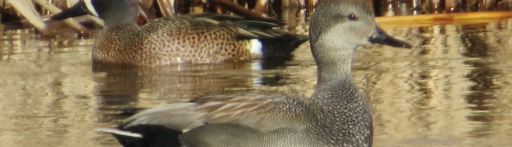 Gadwall