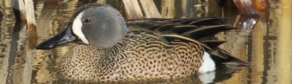 Blue-winged Teal