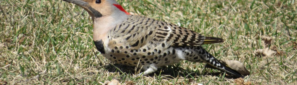 Northern Flicker