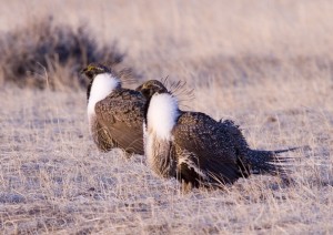 Greater Sage Grouse malesRS