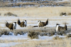 Greater Sage Grouse(M) groupRS