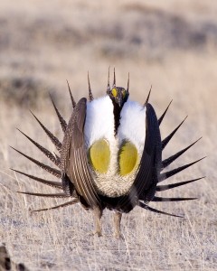 Greater Sage Grouse(M)7RS