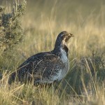 Greater Sage Grouse(M)a