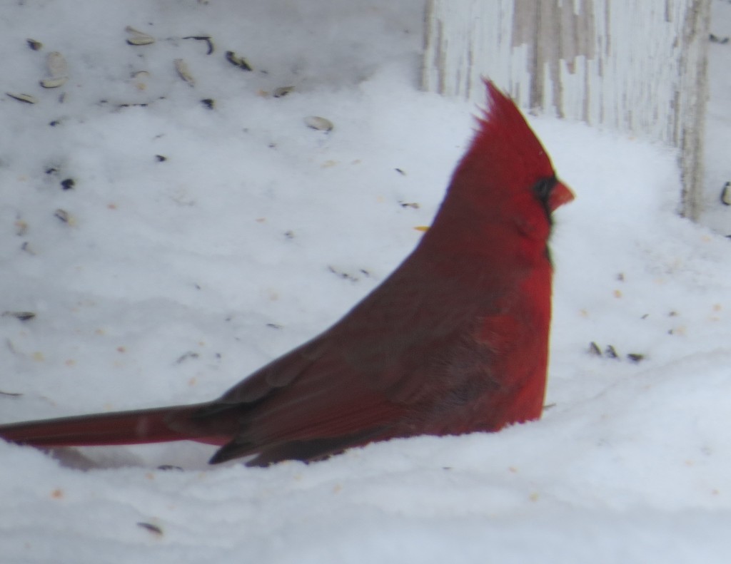 Northern Cardinal4