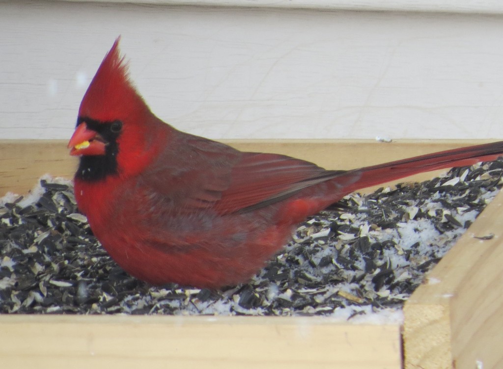 Northern Cardinal1