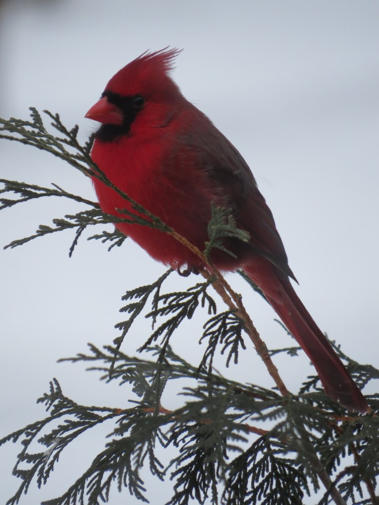 Northern Cardinal