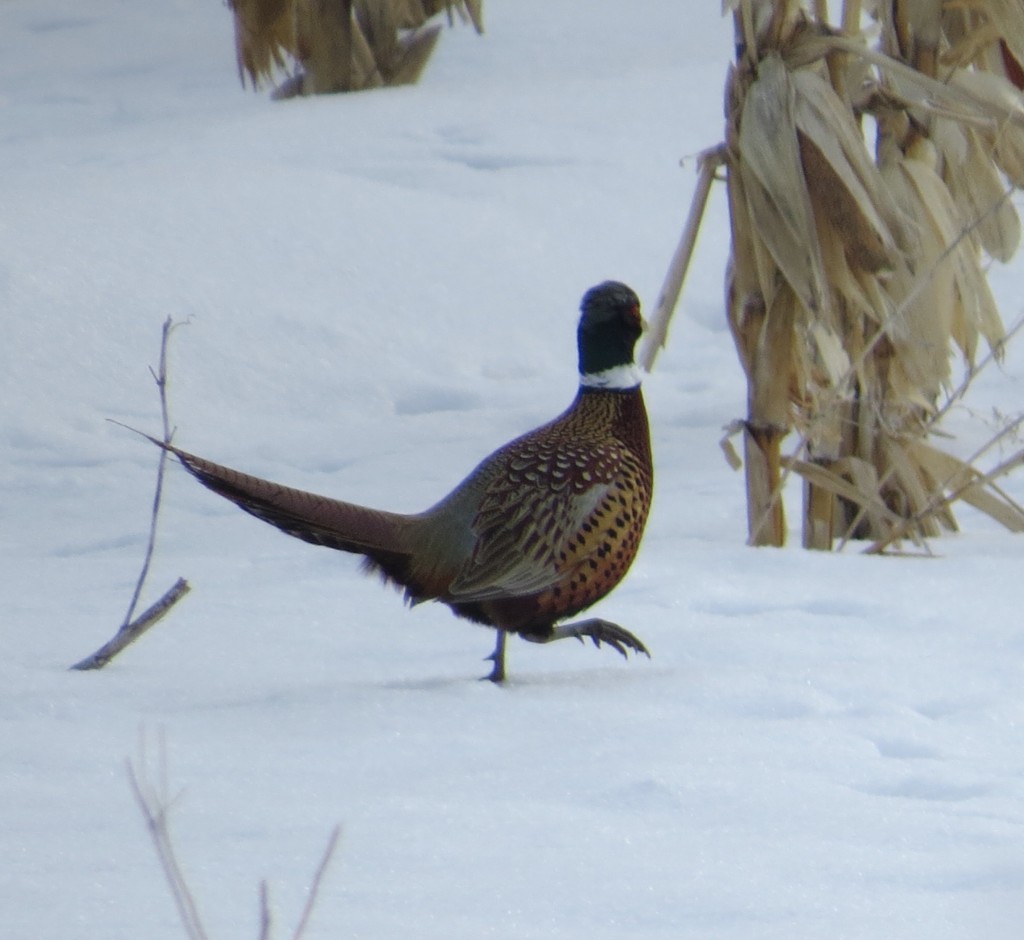pheasant_food plot