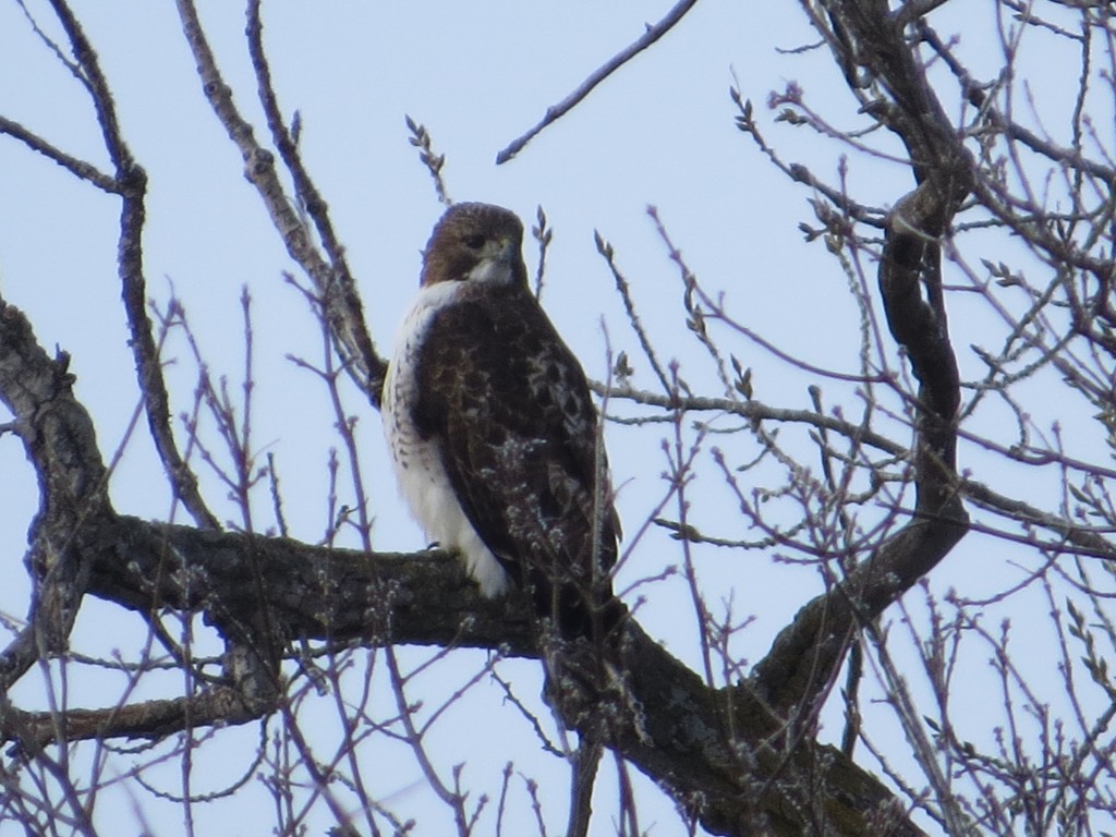1st Red Tailed Hawk