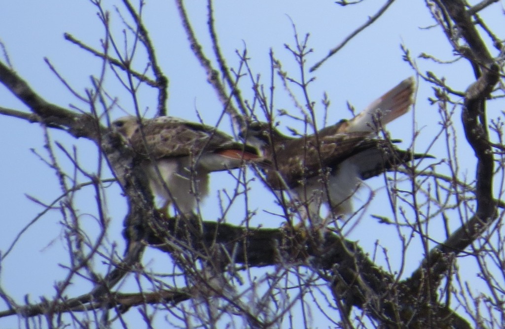Red tailed hawks 4