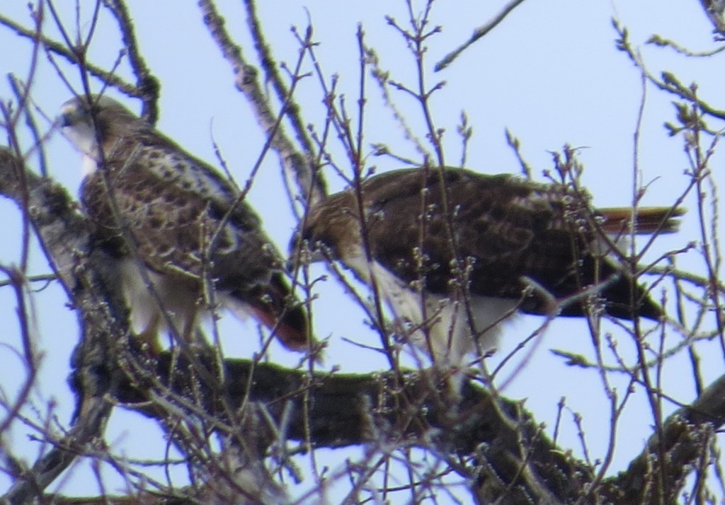 Red Tailed Hawks 5