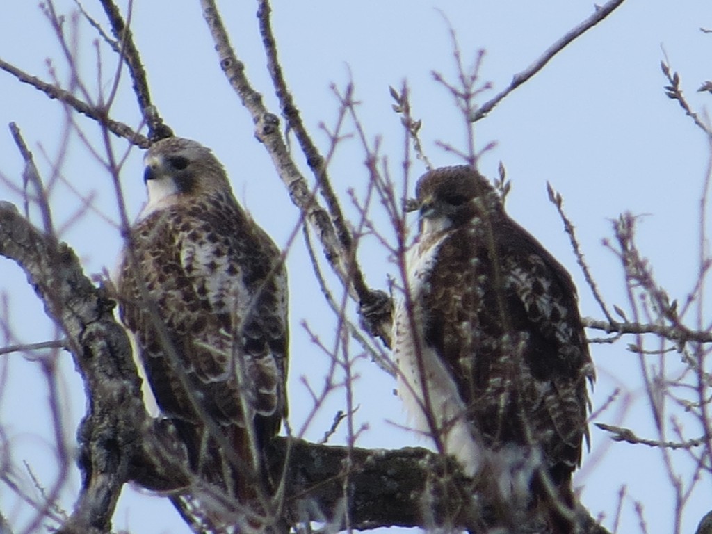 Pair of Red -Tailed Hawks