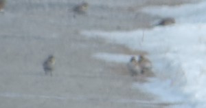 Horned Lark Group Blurry