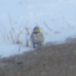 horned lark male