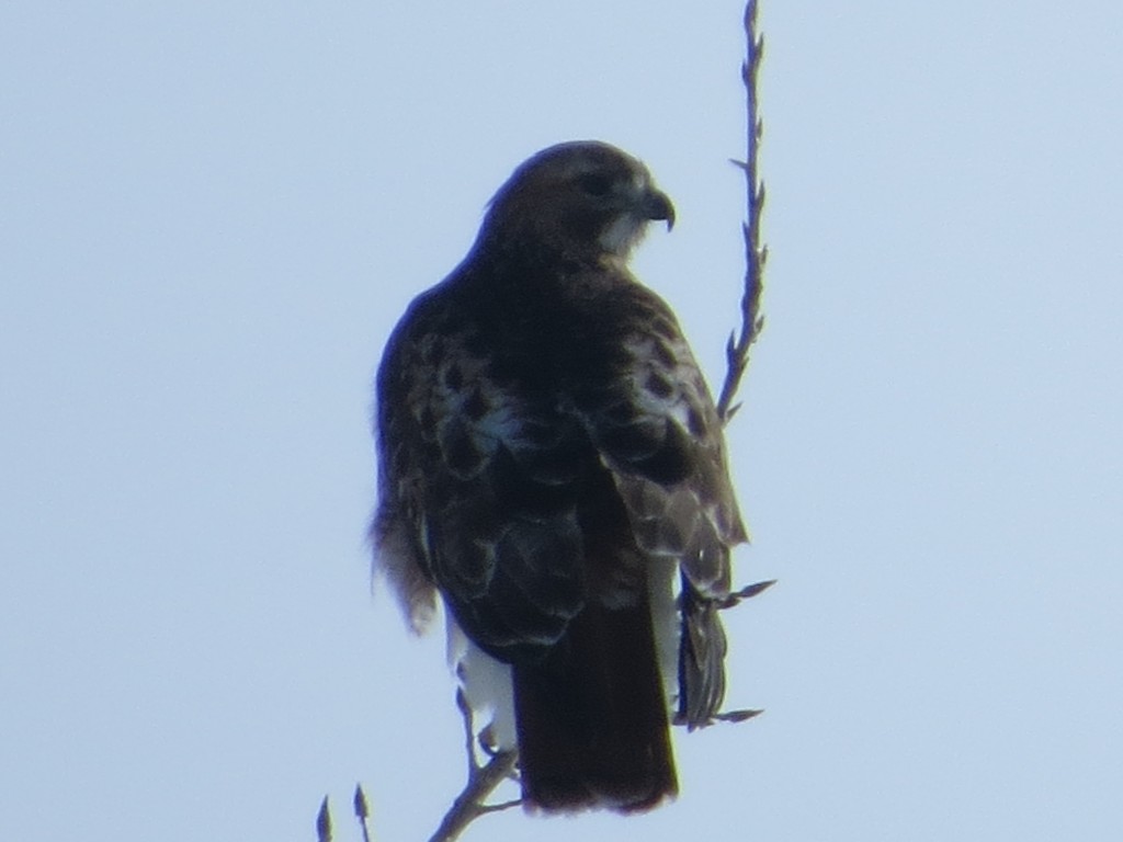 Red Tailed Hawk Drooped Wing