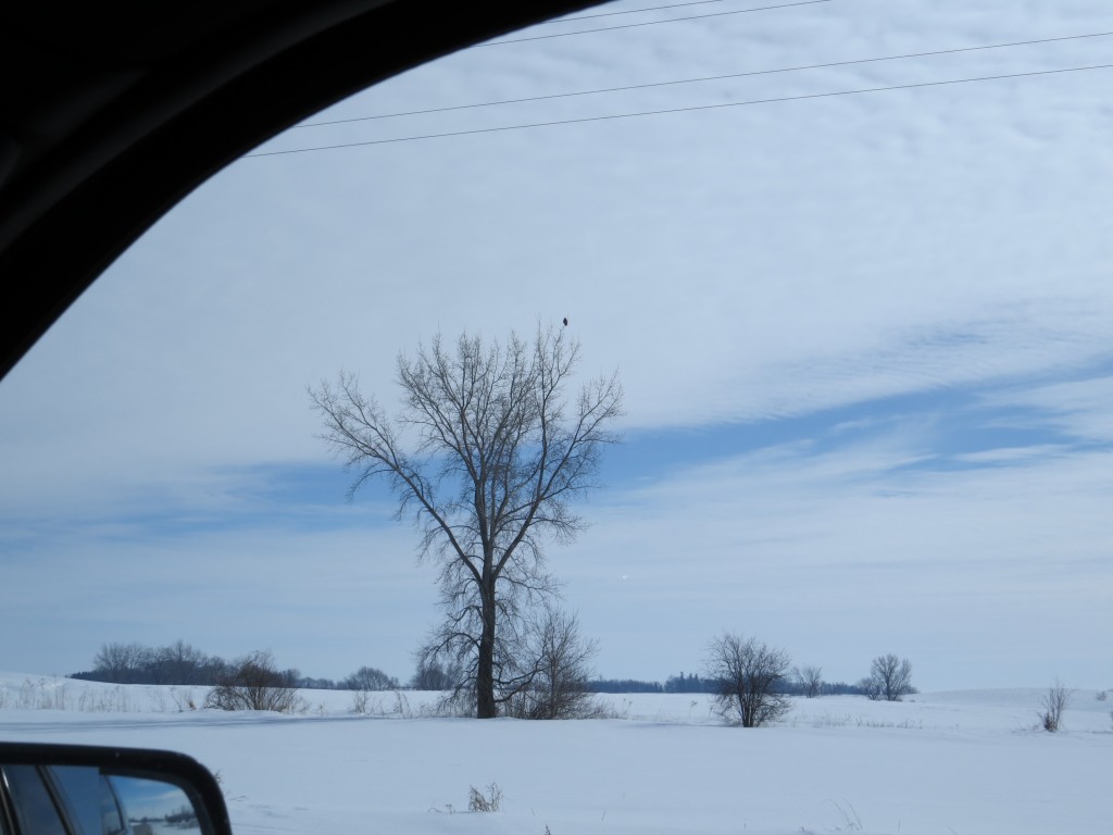 Red-Tailed Hawk Out Car Window