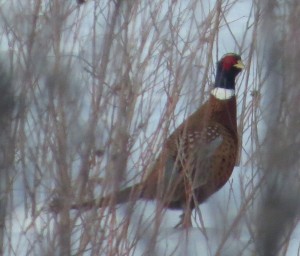 Rooster Pheasant Far