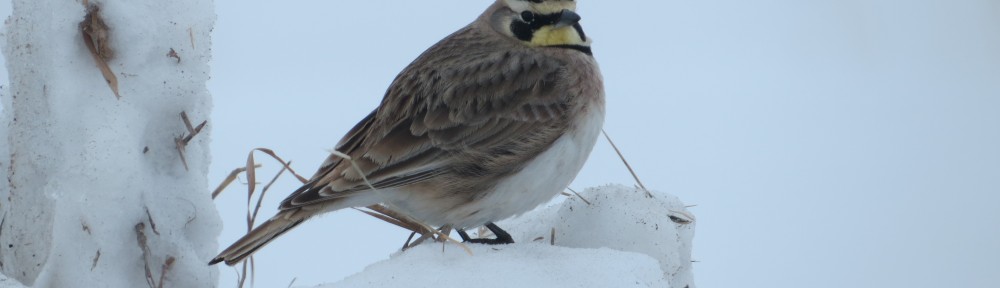 Horned Lark