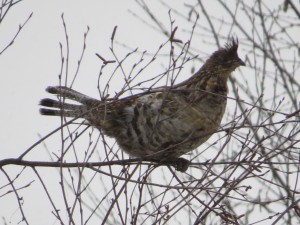 Ruffed Grouse1