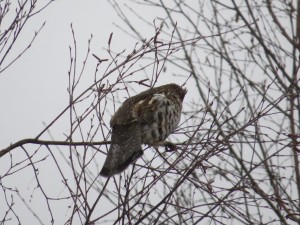 IMG_1262