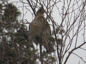 IMG_1266