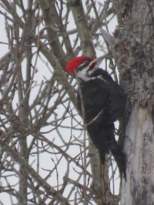 Pileated Woodpecker2