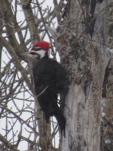 Pileated Woodpecker3