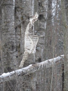 Deer Carcas