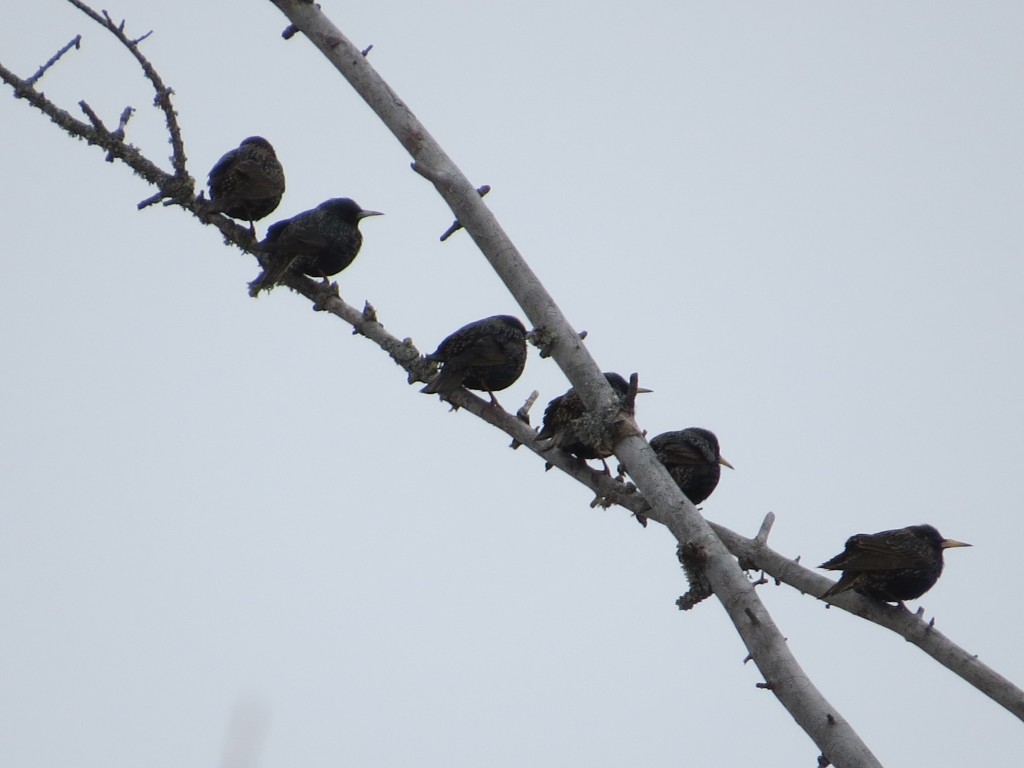 Starlings DNA
