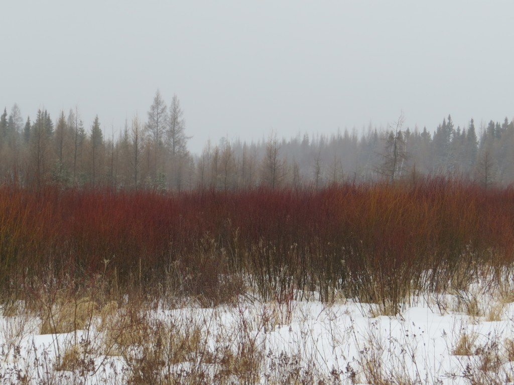 Bog Scenery1