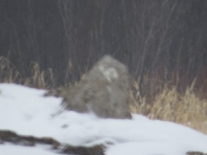 "Snowy" Owl