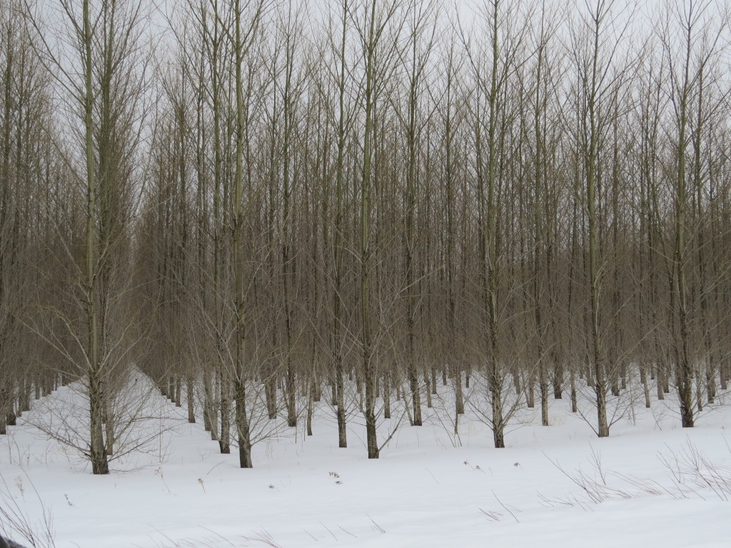 Bog Scenery2
