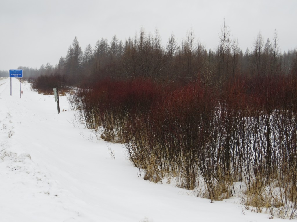 Bog Scenery3