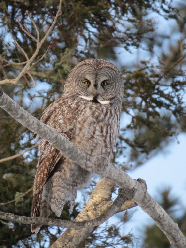 The Great Gray Owl in Tower, Minnesota - an epic adventure like no other