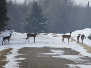 Deer in the Sax-Zim Bog