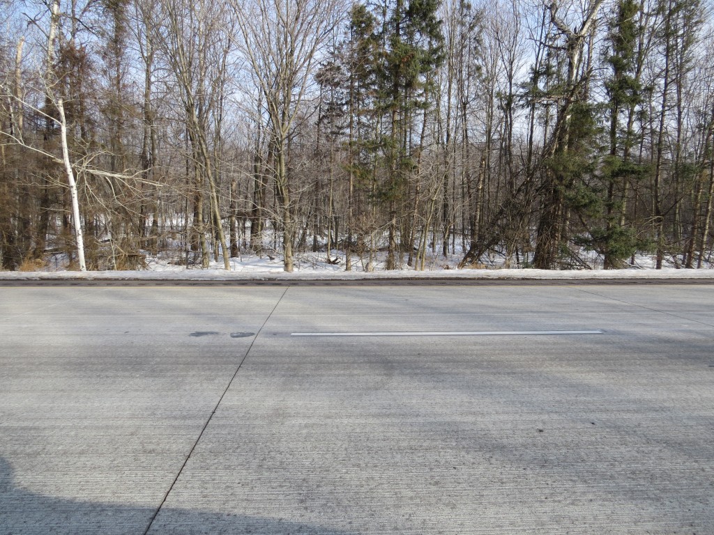 Barred Owl - Wide View
