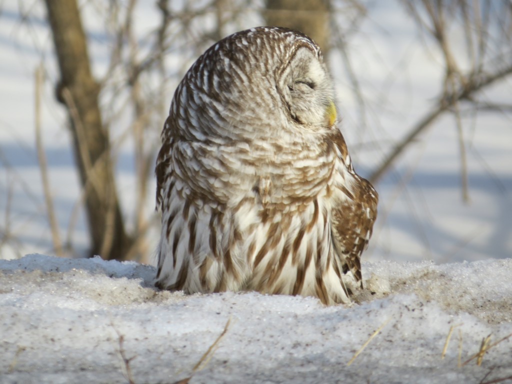Barred Owl Looking Left