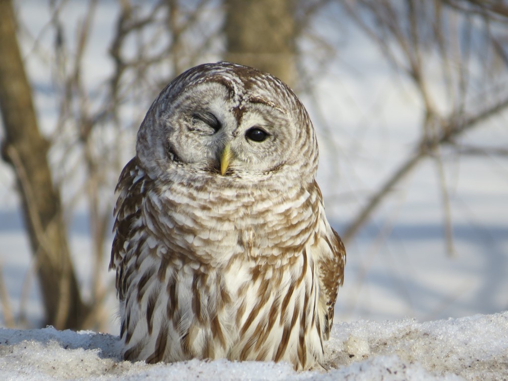 Barred Owl Winkinggggg