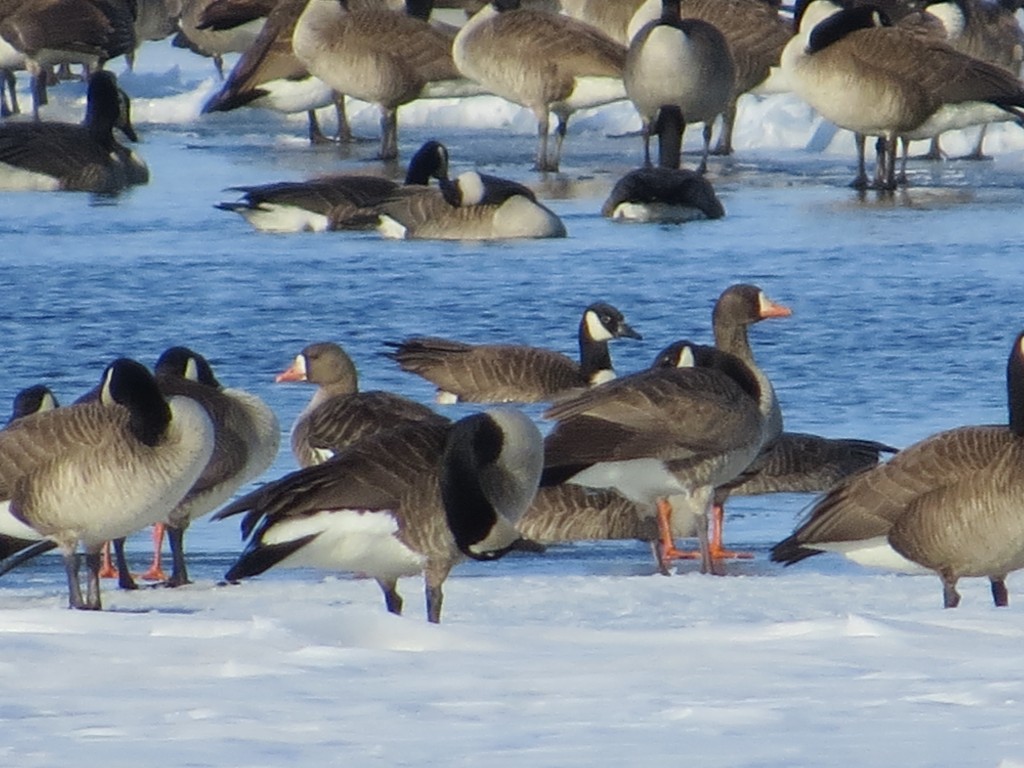 Three Goose Picture